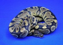 YellowBelly01.JPG