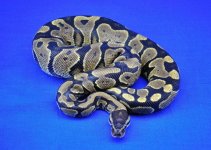 YellowBelly02.JPG