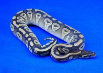 Mojave01.JPG