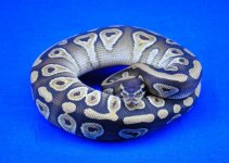 Mojave02.JPG