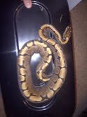 woma.jpg