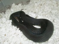 04 24 2008 Eastern Melanistic adult female gravid.JPG