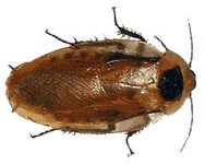 diacoid.jpg diacoid.jpg