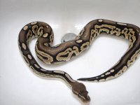My Cinnamon het pied.jpg