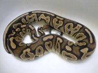 My Cinny female.jpg.opt588x441o0,0s588x441.jpg