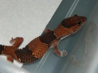 GECKS&CEREAL 014.JPG