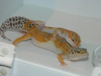 GECKS&CEREAL 011.JPG