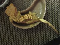 IMG_0352.jpg