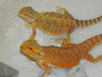 sale 2012 022.jpg