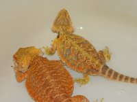 sale 2012 023.jpg
