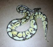 Spider_mojo_posGhost_male1.jpg