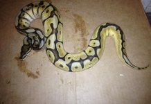 Spider_mojo_posGhost_male2.jpg
