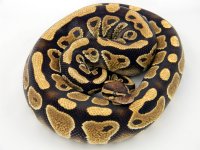 Mocha Yellow Belly.jpg