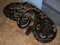 Male Black Pastel.jpg