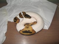BALL PYTHON collection 003.jpg