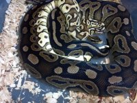 Pastel Lesser3.jpg