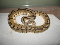 BALL PYTHON collection 001.jpg