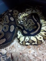 Pastel Lesser 1.jpg