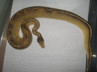 BALL PYTHON collection 004.jpg