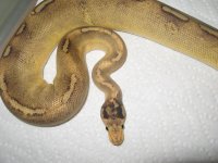 BALL PYTHON collection 005.jpg