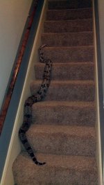 snake 4.jpg