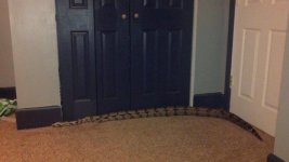 snake1.jpg