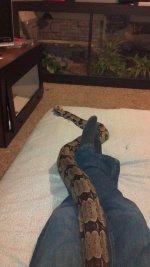 snake2.jpg