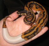 femalepied.jpg