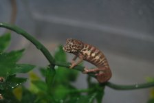 DSC_0082.jpg