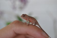 DSC_0088.jpg
