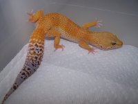 Sunkist.jpg