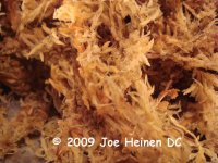 sphagnum2.jpg