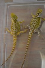 DSC_0421.jpg