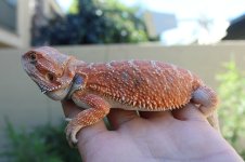 IMG_3699.JPG