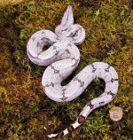 brazilian boa.jpg