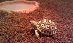 AZSulcata Leopard Hatchling.jpg