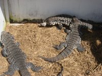 tegus.jpg