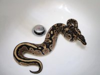My Het Pied.jpg