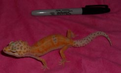 DSCN1579.jpg