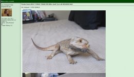 Beardie1.jpg