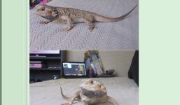 Beardie2.jpg