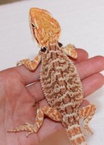 035male6inshed.jpg