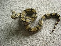 IMG_0295.JPG