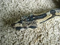 IMG_0306.JPG