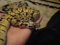 bumblebee 023.jpg