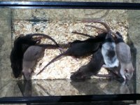 rats.jpg