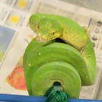 snakes rock 007.jpg snakes rock 007.jpg