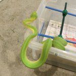 snakes rock 011.jpg snakes rock 011.jpg