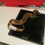 snakes rock 002.jpg snakes rock 002.jpg