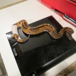 snakes rock 005.jpg snakes rock 005.jpg